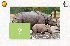 Quiz rhinoceros