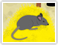 El ratón