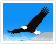 El águila americana