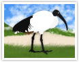 El ibis