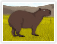 Capybara