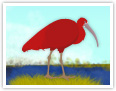 Scarlet Ibis