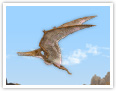 El pteranodon